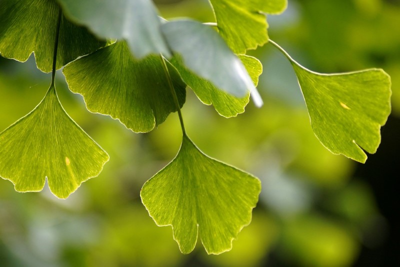 Il ginkgo biloba è un grande albero con foglie a forma di ventaglio